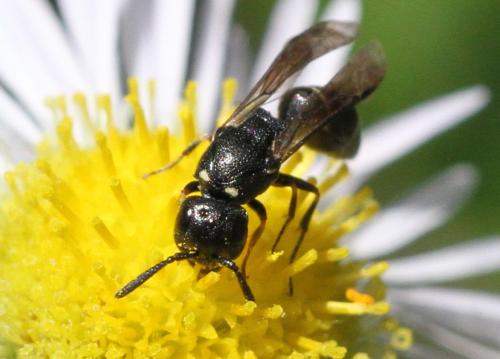 Réf. 208 063 : Microdynerus timidus